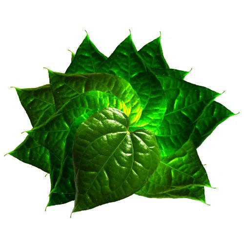 Betel Leaf