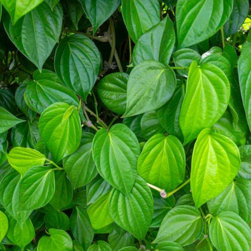 Betal Leaves