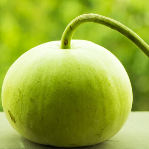Bottle Gourd (Round)