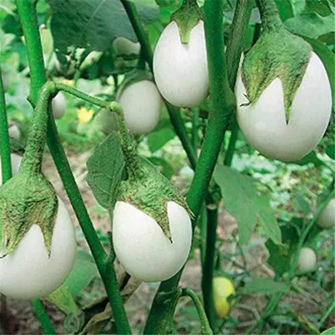 Brinjal (White)